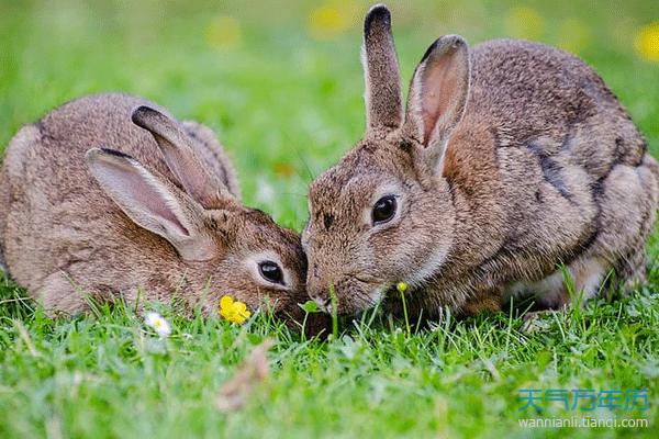 属兔的月份命运 属兔不同月份出生人命运