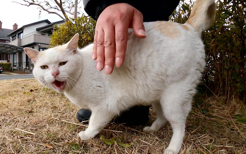 一只喜怒无常的白猫用脸颊摩擦人的爪子