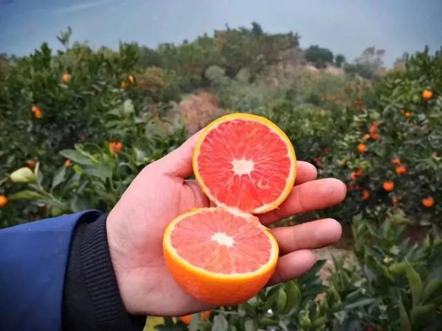 而四川资中作为血橙最佳种植地区  2004年资中被中国经济林协会授予 