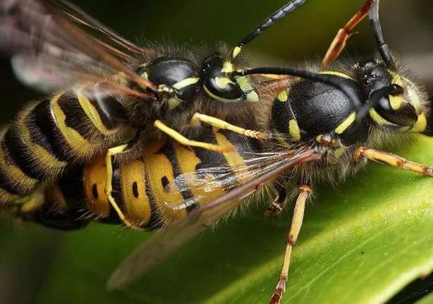 世界上最危险的蜜蜂杀人蜂美洲各国螫死一千多人