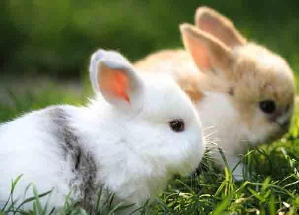 最终名利双收这个月份的生肖兔前期可能会历经一些苦难
