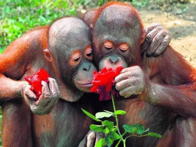 比利时女子声称爱上黑猩猩人和猩猩在一起到底能否生育后代