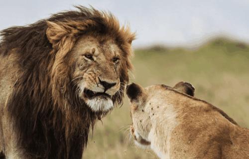 雄狮怒吼向母狮炫耀男性魅力 却被母狮