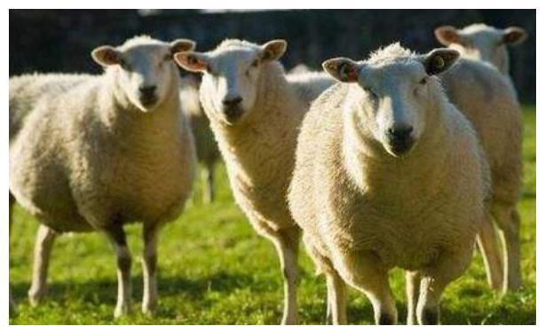 属羊人生在农历这几个月命最好男富女贵第一个就不得了!