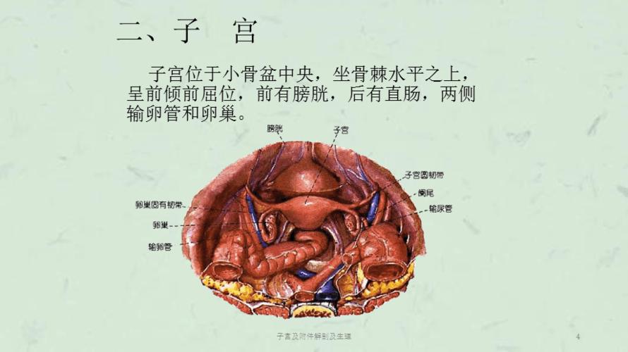 子宫及附件解剖及生理课件