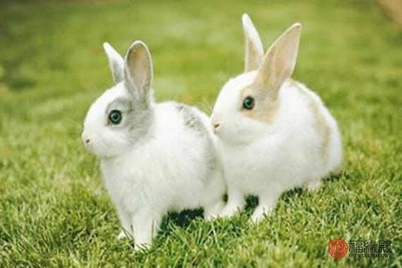1987年属兔的最佳配偶1987年属兔是什么命(87年属兔男婚姻怎样)