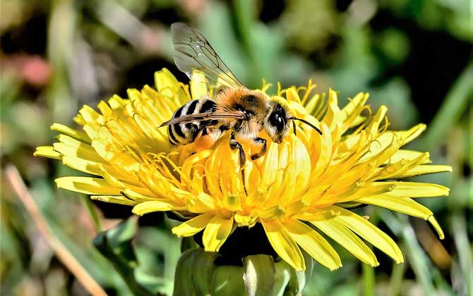 蜜蜂采的是花蜜还是花粉