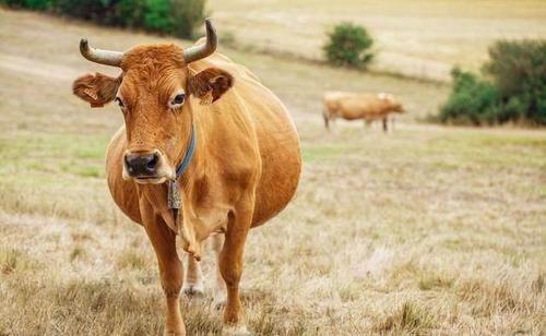 83岁属牛的今年身体怎么样请问属牛的今年的运势怎么样?