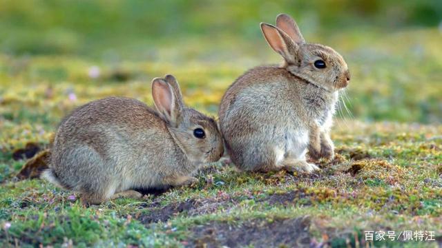 它们会打架排挤对方也不容易与主人产生情感依赖所以兔子养单只比较