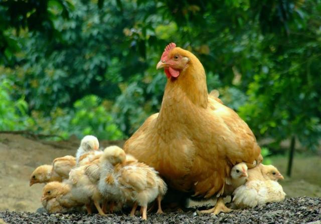 为什么母鸡不需要公鸡就能生蛋那公鸡存在的意义是什么