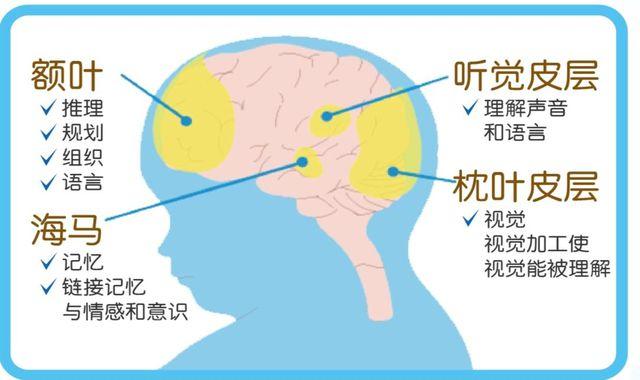 宝宝的大脑与情感有关的4个区域