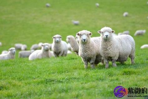 4属羊的女人对感情专一吗