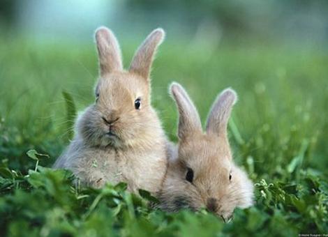 属兔哪个季节出生好命呢-程力方