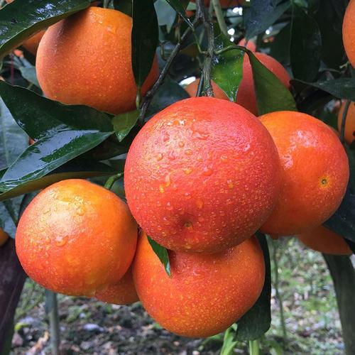 塔罗科血橙新鲜水果当季重庆长寿湖血橙现货整箱应季红心玫瑰橙子