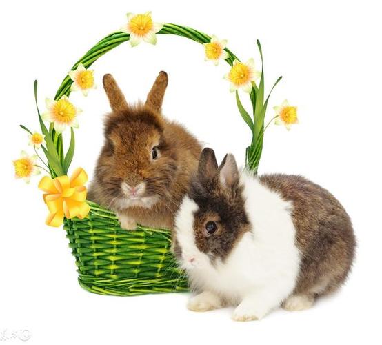 属鸡和属兔的人现在你爱答不理过完春节你就高攀不起!
