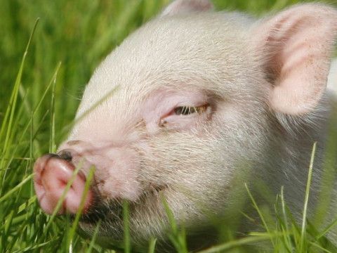 几月出生的猪终身命好享福运?