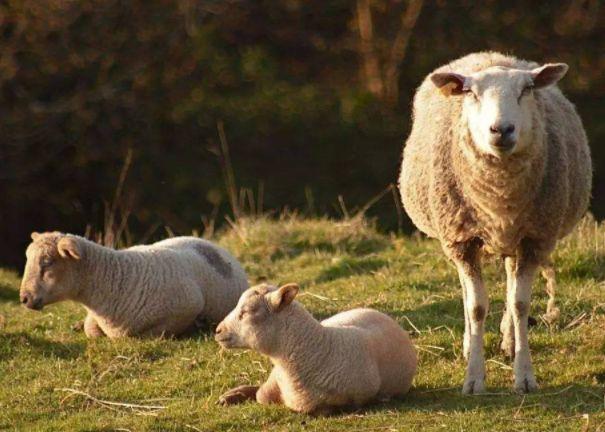 属羊人看过来立冬后将有喜事发生属羊人看看是什么喜