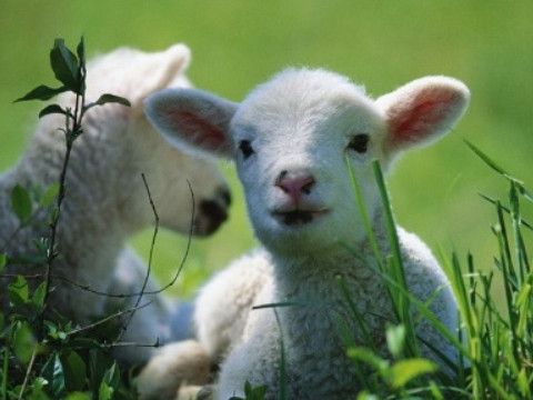 属羊富贵命是几月出生的属羊人