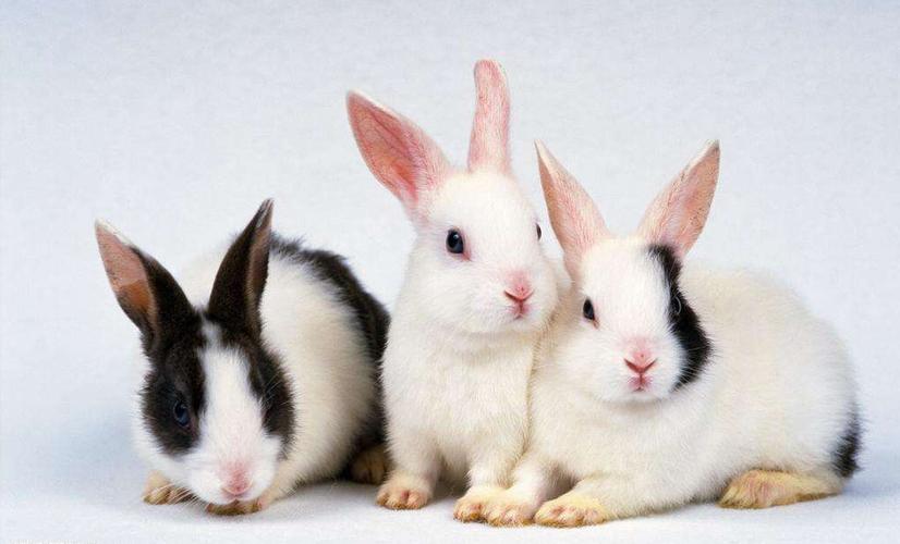 恭喜生肖兔:你家有属兔的吗?命里有时终须有!生肖兔赶快来接财