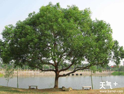 漳州的市树是什么