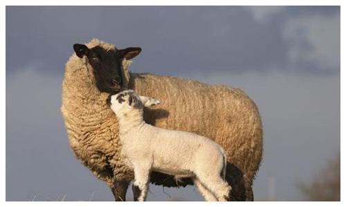 十羊有九苦特别是1967年羊羊羊羊11月底真的可怜