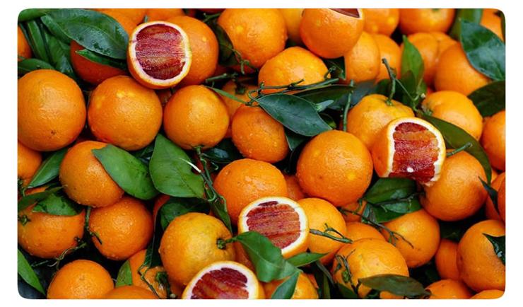 资中塔罗科血橙果实较大果实成熟时果面为紫红色且有紫红色斑块极