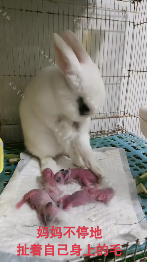 兔妈妈生下一窝兔宝宝接下来动作让人心疼网友:母爱不分物种