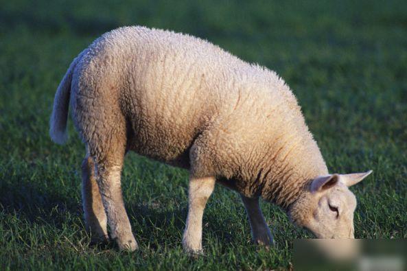 10羊9苦:以下4个年份出生的属羊人天生