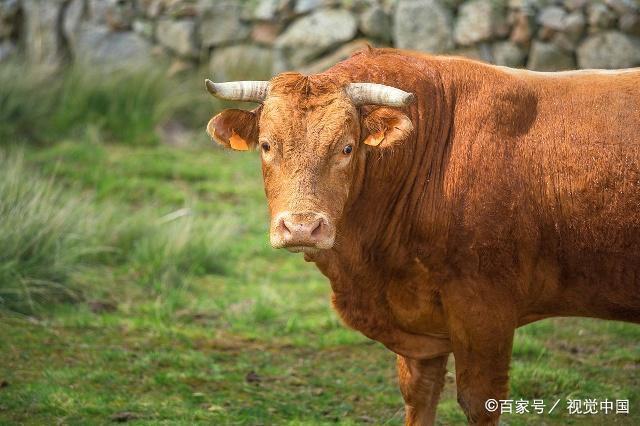 生肖牛哪个月份出生才是最好的福气旺运气王的生肖牛在几月