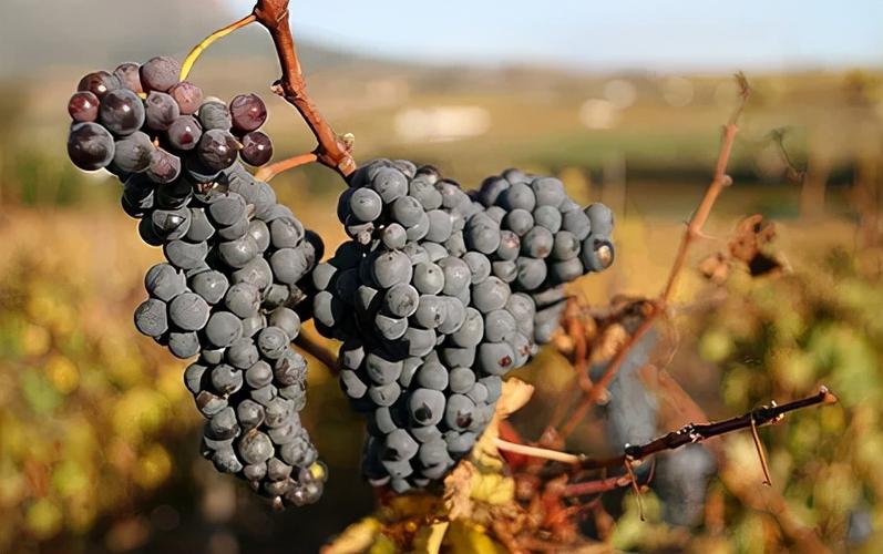 【中喜酒业】国际比诺塔吉日:小众葡萄品种却是扬