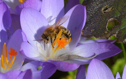蜜蜂酿蜂蜜是为了什么