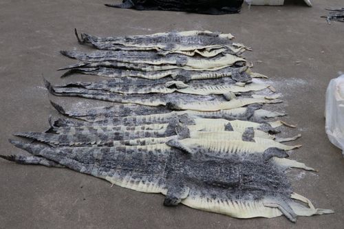 广西海警查获1609张涉嫌走私鳄鱼皮500余公斤鳄鱼肉多图