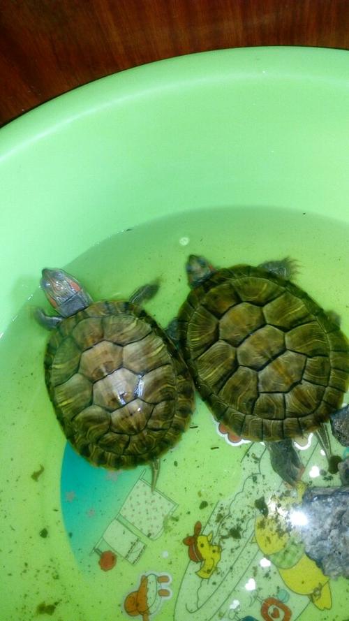 图里两只乌龟那个是公哪个是母