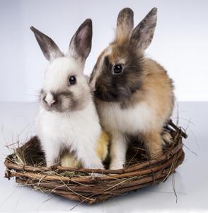 白色复活节图标设置鸡蛋壳兔鸡巢图标集庆祝家庭与女儿玩复活节兔子耳