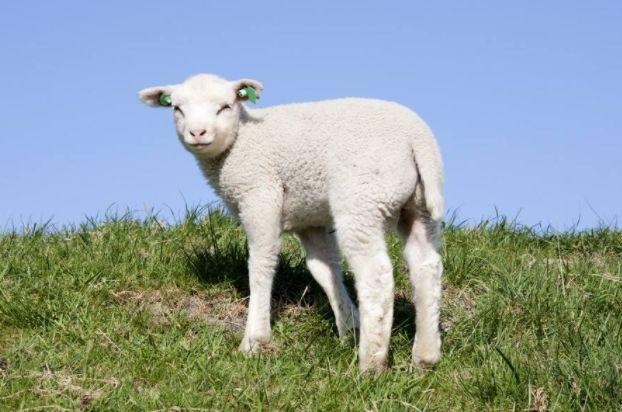 属羊的人出生在以下4个时辰命最好来看看有你吗!