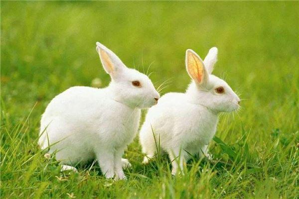 1963年出生的属兔人婚配表大全