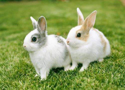 属兔的每日运势属兔今年每月运势
