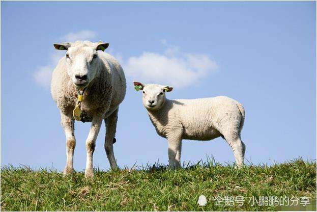 属羊配对最好的生肖属羊配对最好的生肖是什么