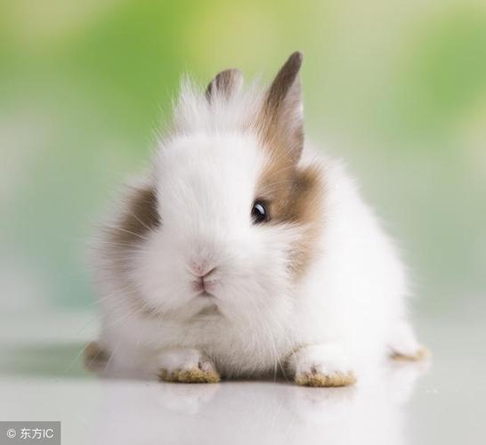 生肖兔子多少岁属兔的今年多大2015年属兔人几岁