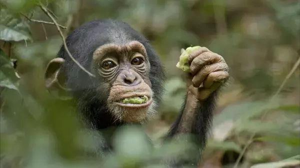 这是一部能把你虐哭的纪录片而片子的主角是小黑猩猩奥斯卡和黑猩猩