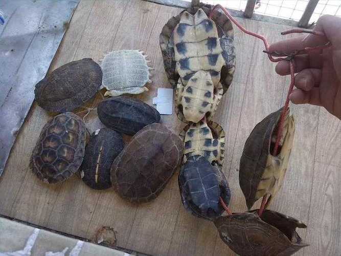 算卦的龟壳占卜方法有三种一者食墨二者烧龟甲.