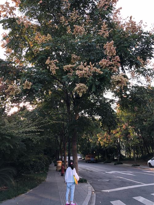 栾树是一种常见的行道树也叫木栾黑叶树等有好多名字.