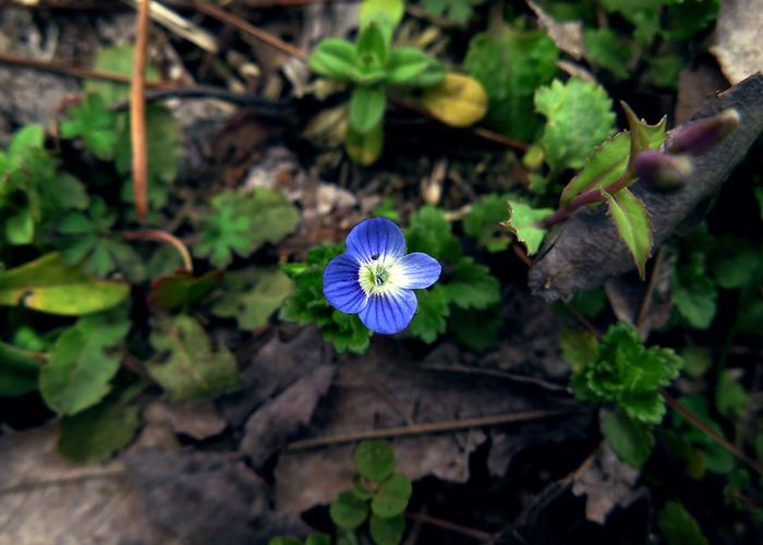 2阿拉伯婆婆纳每年早春稍微有点温暖的时候蓝色小花就铺满了土地