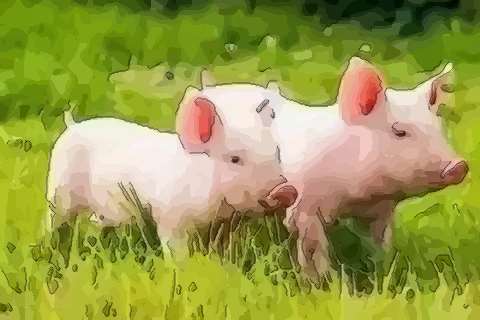 1983年是癸亥年癸的五行属水亥为猪所以1983年出生是水猪之命六十