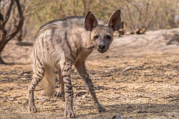 鬣狗是什么动物非洲驯狗人是怎样的一个职业背后全是心酸