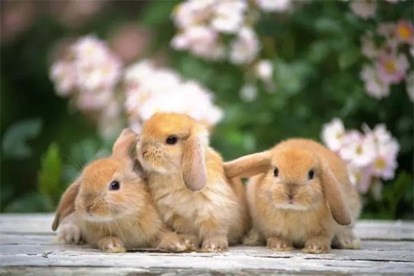 兔子可以听懂主人的话吗?主人应该怎么与兔子互动?