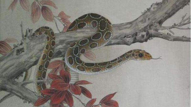 属蛇的女人性格:属蛇的女人天生兰心蕙质温文儒雅喜欢欣赏经典艺术