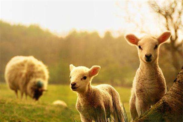 在了解属羊人出生月的命运之前我们先来看看羊年出生的人基本运势:羊
