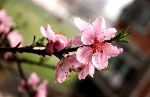很多广东人们喜欢在春季插桃花代表着