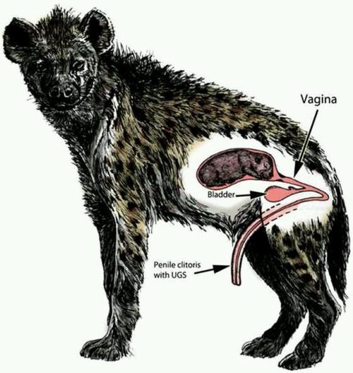 雌性鬣狗是不是长丁丁的